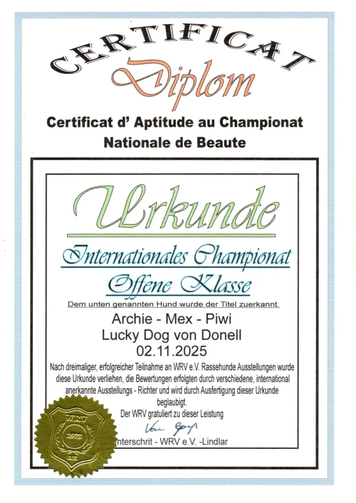 Archie-Mex (Piwi) 1 Piwi Urkunde